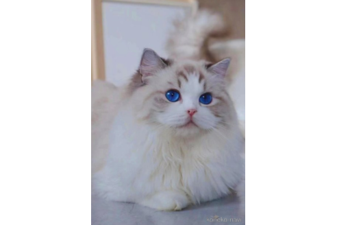 販売中のラグドールの親猫